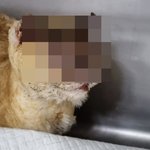 새끼 고양이 얼굴에 <b>토치</b>로 불 질러…경찰, 수사 착수