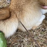 [꼭조언댓글] **강아지 동물병원 오진..도와주세요