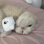 [NCT칠프] 툥냐를 <b>차지</b>한 냥이