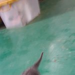 [고양이] 시골에서 키우게 된 고냥이 구경하고 가세요