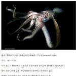 우리가 먹는 진미채의 진실