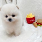 [NCT칠프] <b>울</b><b>집</b> 강쥐