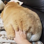 오늘의 식빵이 나왔습니다!