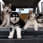 키 148 전형으로 <b>akb</b>48 합격 가능?