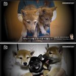 <b>댕댕이들</b>이 인간을 사랑할수밖에 없는 이유