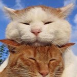 트와이스 망한이유