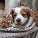 [스키즈] 까미랑 베리랑 순둥<b>도리</b> 공통점은