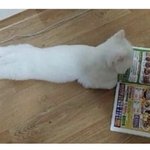 나 작년 수능 개망한줄알고 자살하려함