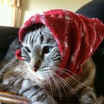 집사는 또 심쿵 '<b>성냥</b> 사세오~'