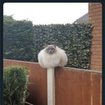 덩치로는 절대 <b>밀리지</b> 않는다는 존재들