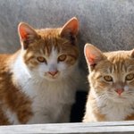 회사 길고양이