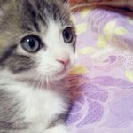 우리집 냥이 짱<b>미묘</b>