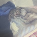 우리집 냥이 볼래?