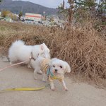 [널리퍼트려] 저희 말티즈가 옆집 대형견에게 물려 죽었습니다.