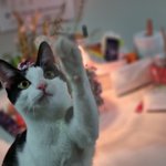 [고양이] 저희집 귀여운 고영희씨 2