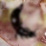 햄버거에 벌레가 '꿈틀'…"점포에선 블랙컨슈머로 몰아"