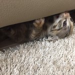 우리집 고양이 <b>쇼파</b> 깨무는 거 ㅈㄴ 조아함