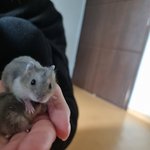 [댓글부탁해] 우리집 <b>햄스터</b> 새끼낳음