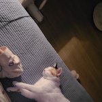 [이것좀봐줘] 우리집 <b>미묘</b> 삼색냥이 이쁜거좀 봐줘용~(사진많음)