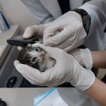 [고양이] 친구네 멀쩡한 가게 벽을 뚫고 아기 고양이를 구조했어요...