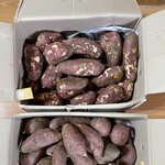 [꼭조언부탁] 고구마샀는데 고구마상태가 어쩜그래??