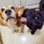 [강아지] 뇸뇸뇸~식사시간 ^^ #4 대놓고 귀여워해주세요^^