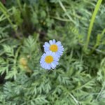 <b>젭알</b> 추반 좀