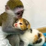 <b>원숭이</b>는 너고