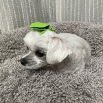 [19] <b>빛삭</b>