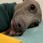 [ㅈㄱㄴ] 새벽 <b>조깅</b>하니까 삶의 질이 달라져 ㄹㅇ