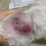 <b>애견</b>카페에 맡겼던 강아지가 다른 강아지한테 물려서 왔습니다.