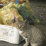 이제 <b>스벅</b> 텀블러 포장 안 해줌 ?