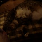 ??? 고양이랑 일하면 근무환경 졸 <b>열악</b>하다 ㅠ