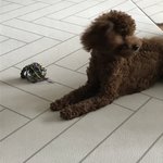 진짜 <b>개답</b>듭해