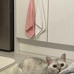 [고양이] 무지무지 귀엽다옹