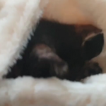 [고뚜기아기] <b>시골</b>에서 온 아기고양이 고뚜기 입니다.