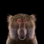 좀 더 면밀하게 어떻게 생겼는지 보고 싶은 <b>야생동물</b>의 얼굴