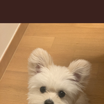 [댓글부탁해] 얘 강아지 <b>종류</b> 머얌????