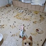 [댓글부탁해] 전애인이 제 반려견을 죽였습니다.