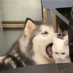 [더보이즈] 이거 이재현이랑 <b>최찬희</b>래