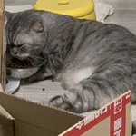 우리 집 냥이 밥 먹는거 봐