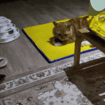 [고양이] <b>억울</b>하게 생긴거 인정. <b>억울</b>한 고양이