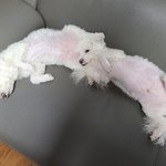 갱얼쥐 자는모습