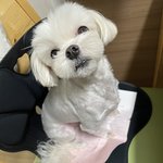 나의 건강<b>검진</b> 종이 따위는 밟고 앉아버리는 강아지