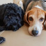 [강아지] 쿨쿨~#5 대놓고 귀여워해주세요~^^