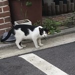 판녀들에게 부탁하나 한다…