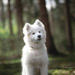 신비롭고 귀여운 '<b>숲속</b>의 댕댕이'