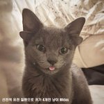 진짜 요정일지도 모를 아기 냥이