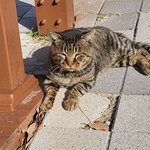 고양이 <b>득템</b>했숩니다..ㅋㅋ