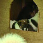 [강아지] <b>삭제</b>요